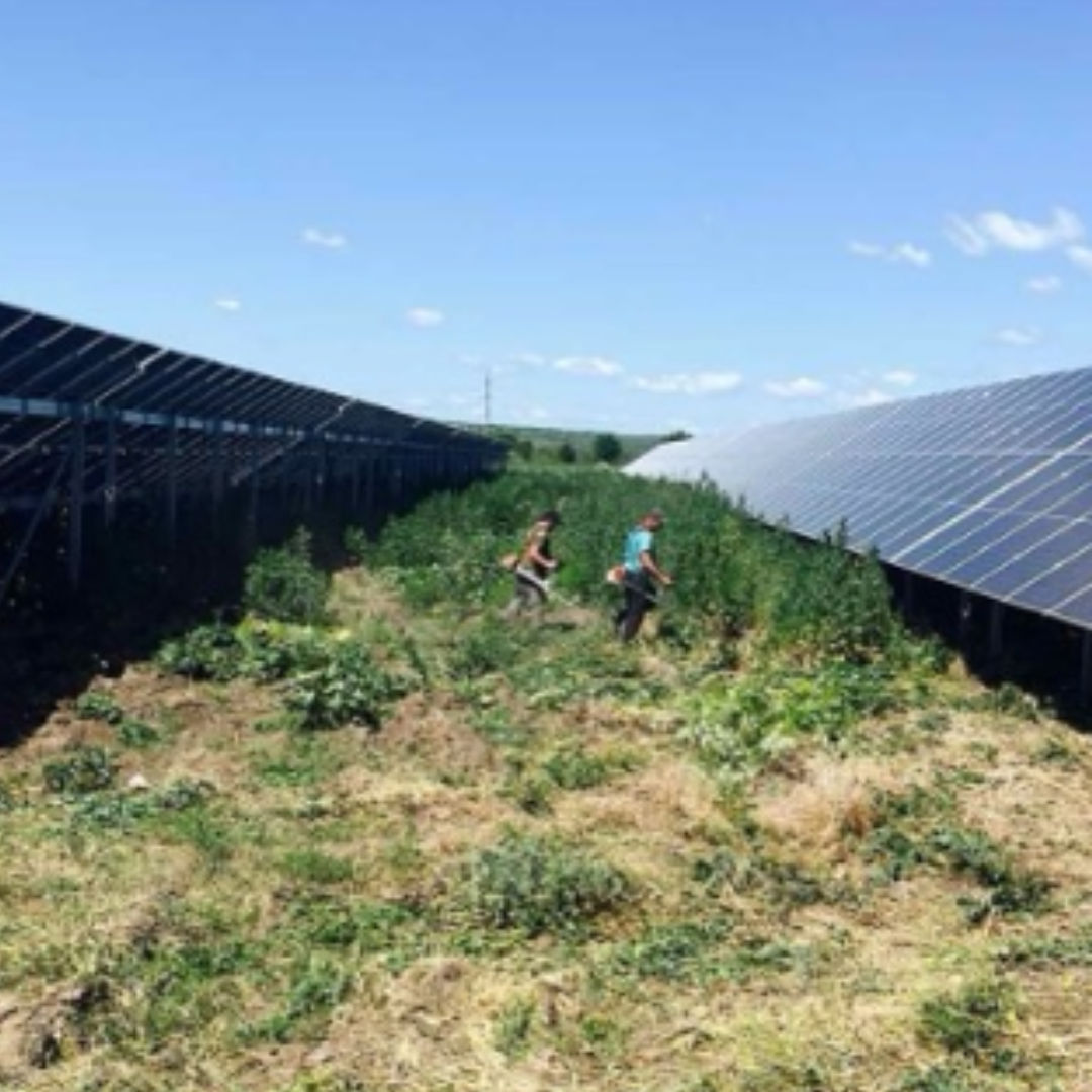 Curățare terenuri / pregătire pentru construcții, vânzare, etc. изображение 6