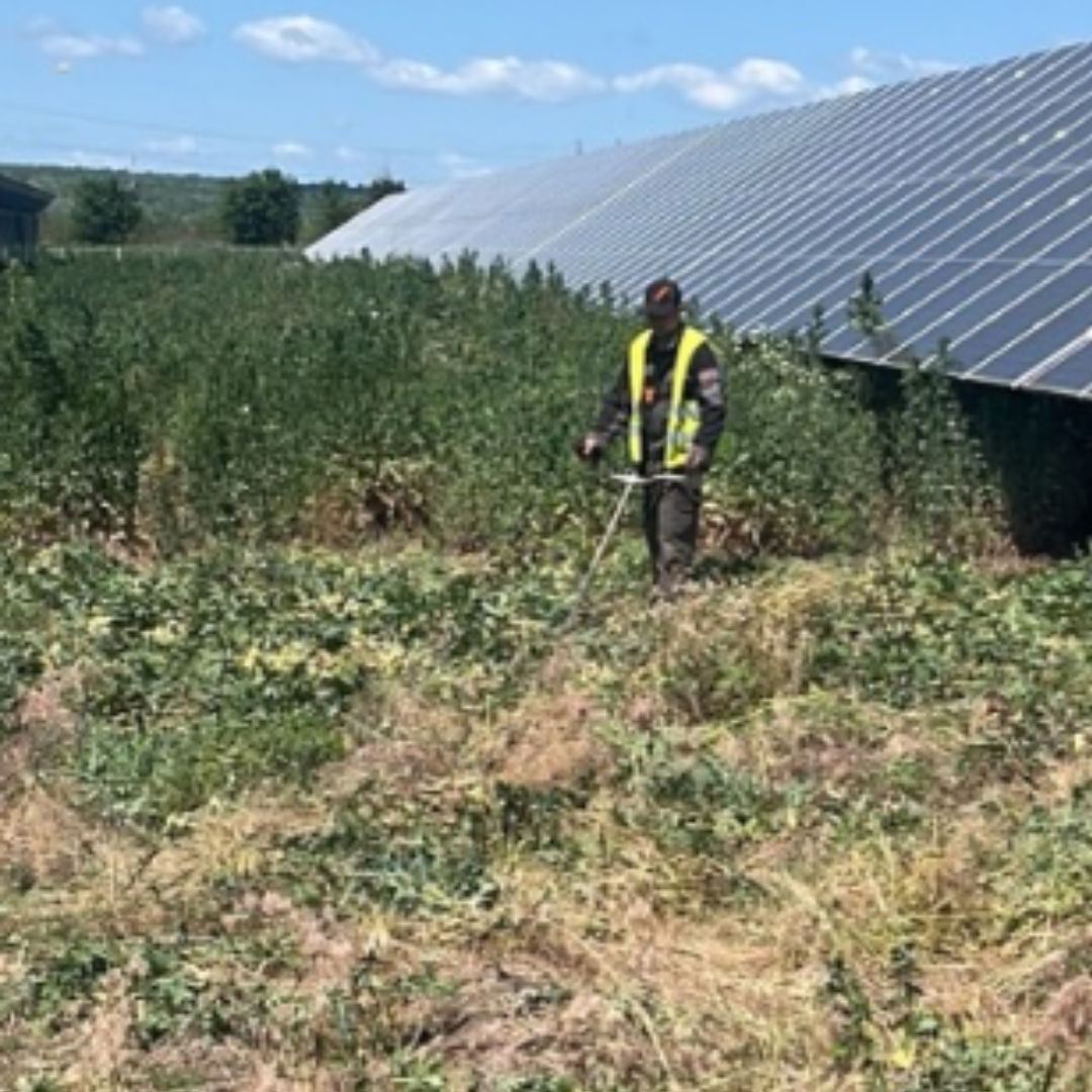 Curățare terenuri / pregătire pentru construcții, vânzare, etc. изображение 7