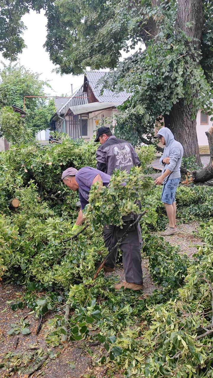 Curățare terenuri / pregătire pentru construcții, vânzare, etc. изображение 12