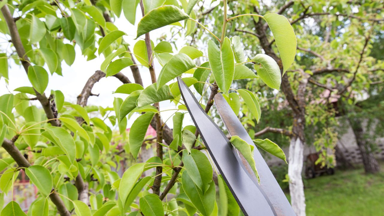 Curățarea copacilor imagine 3