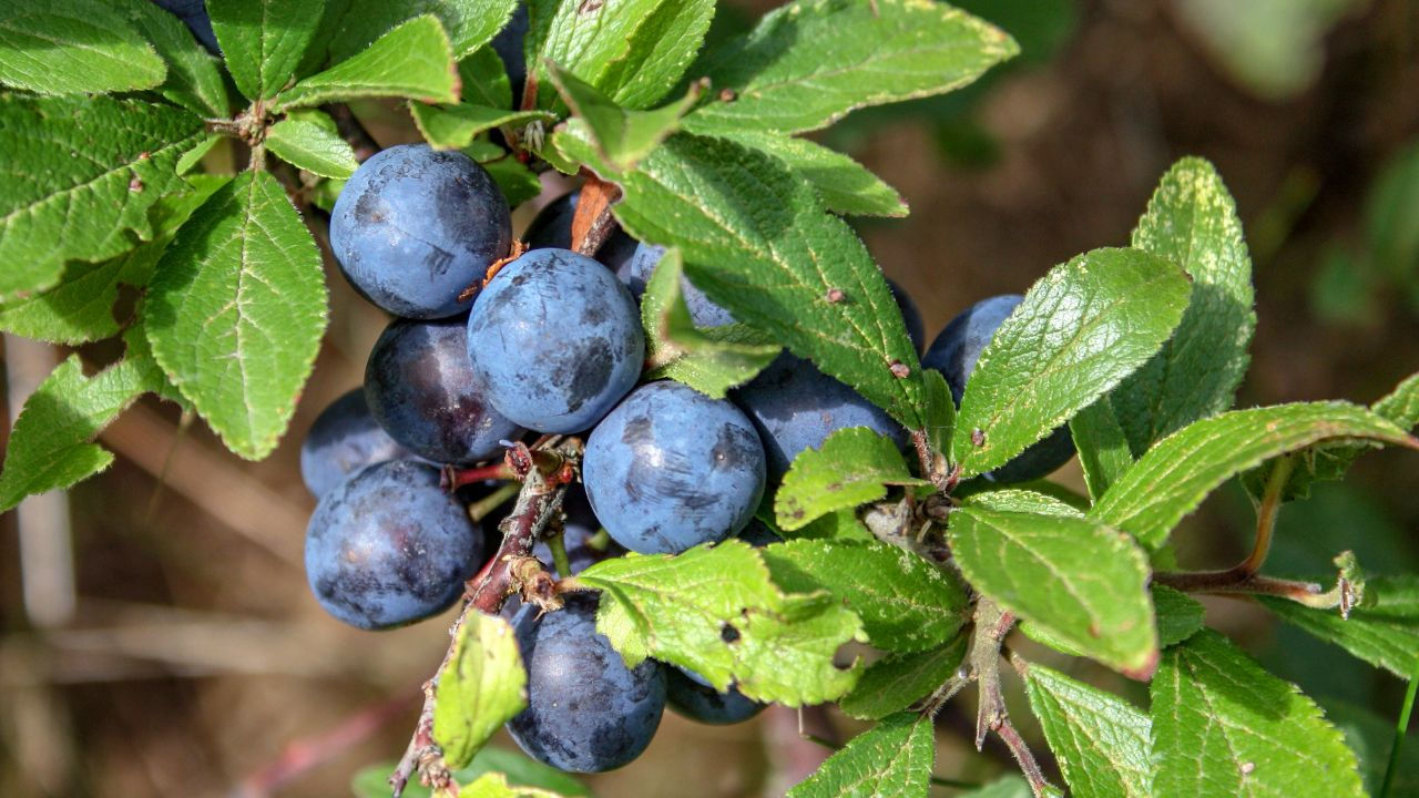 Curățarea copacilor imagine 4