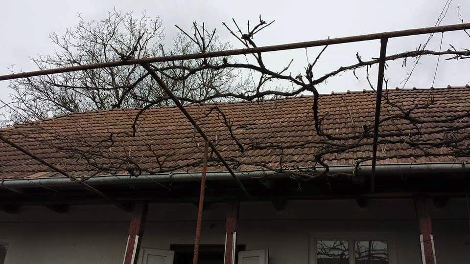 Curăţenie în curtea ta изображение 3