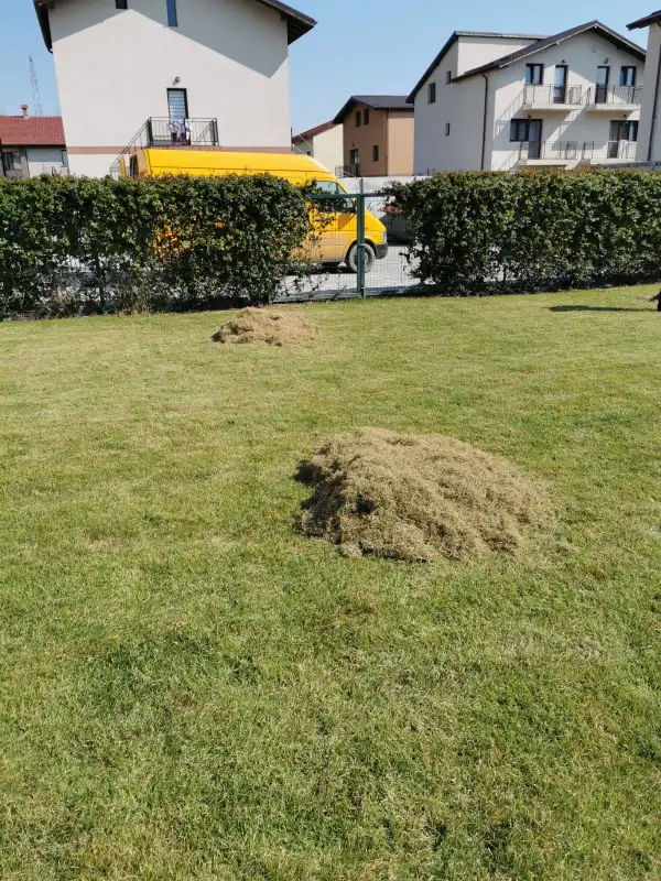 Curatenie in grădină,,plantare copaci,tuns iarba, semanat,sapat imagine 2