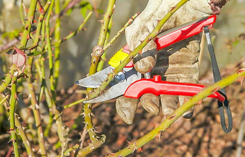 Grădinar.Curăţarea pomilor fructiferi. Обрезка плодовых деревьев.Услуги садовода. изображение 3
