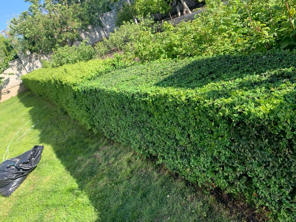 Grădinar.Curăţarea pomilor fructiferi. Обрезка плодовых деревьев.Услуги садовода. изображение 4