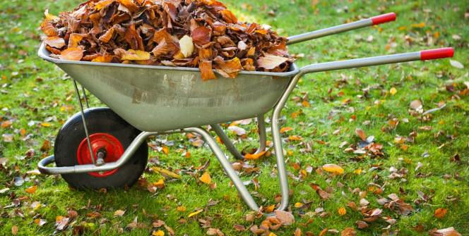 Grădinar.Curăţarea pomilor fructiferi. Обрезка плодовых деревьев.Услуги садовода. изображение 6