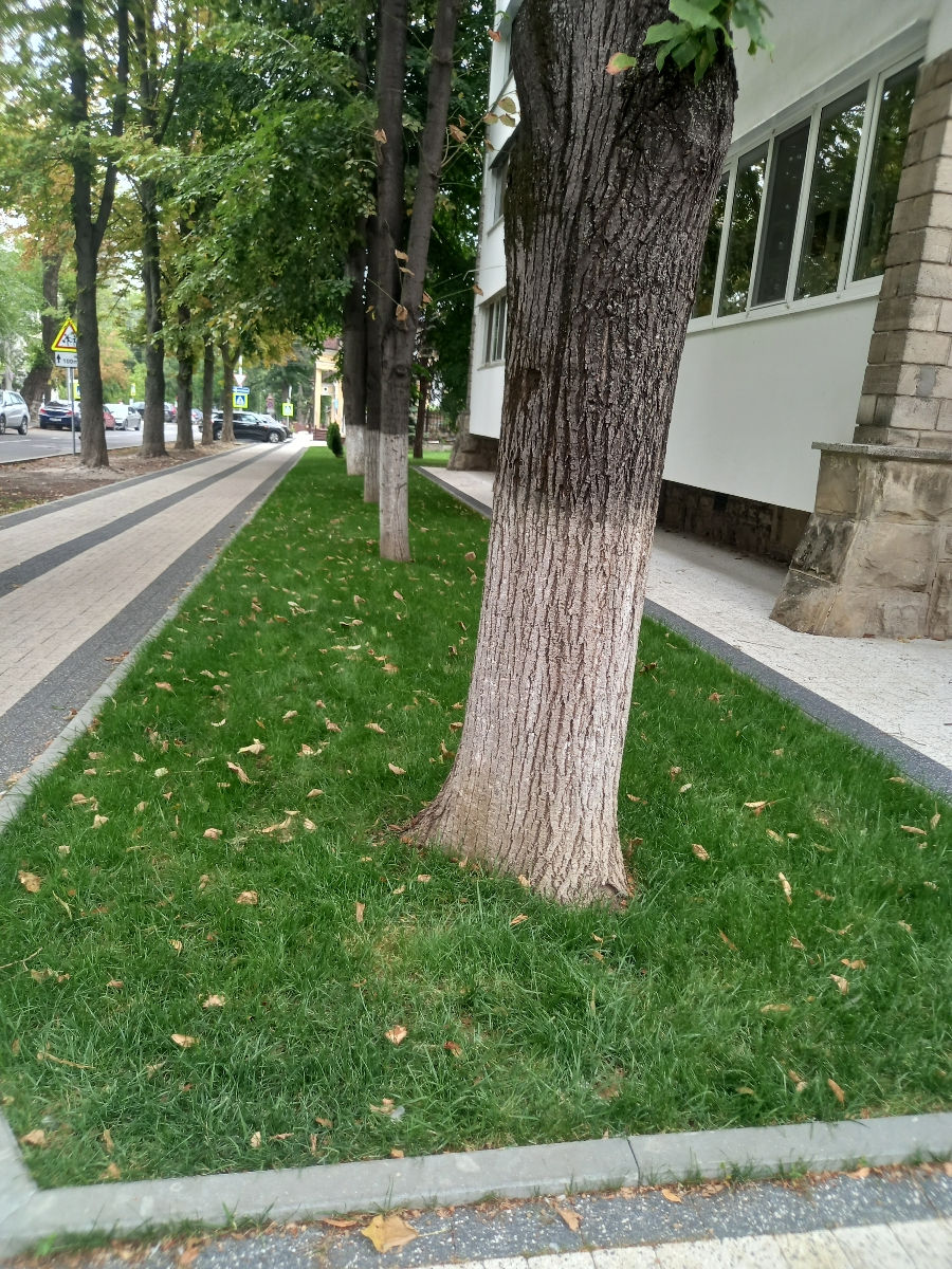 Oferim servicii de semanare a gazonului.Kalitativ imagine 3