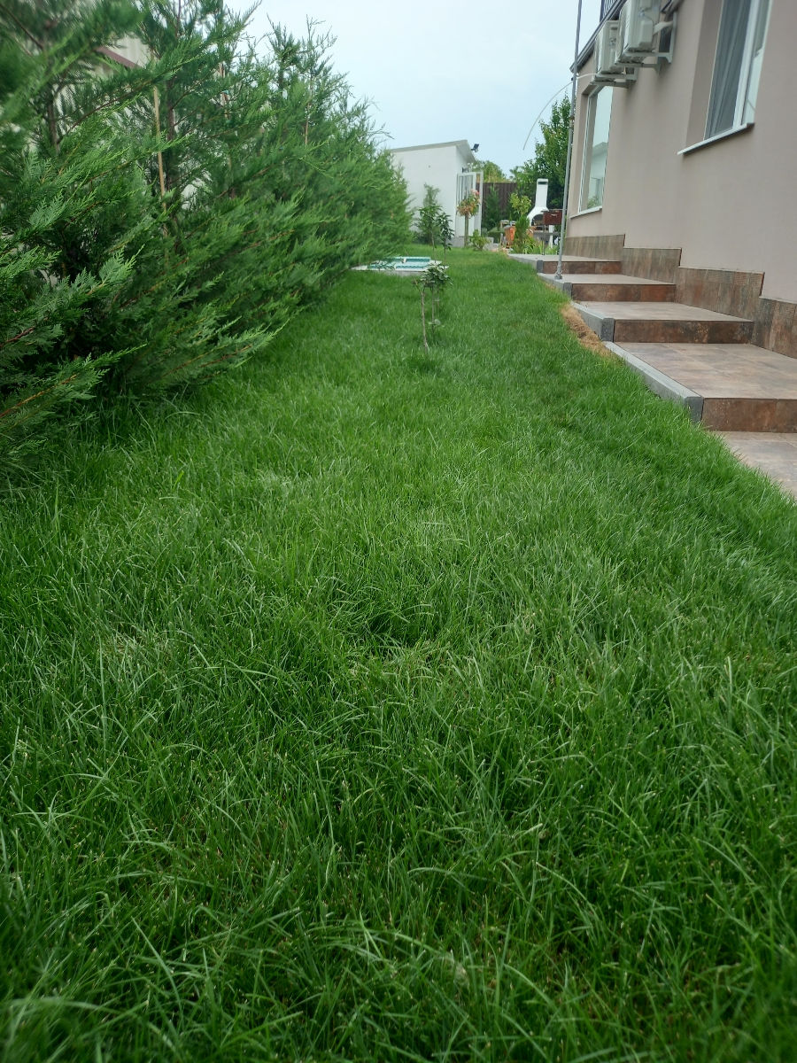 Oferim servicii de semanare a gazonului.Kalitativ imagine 7