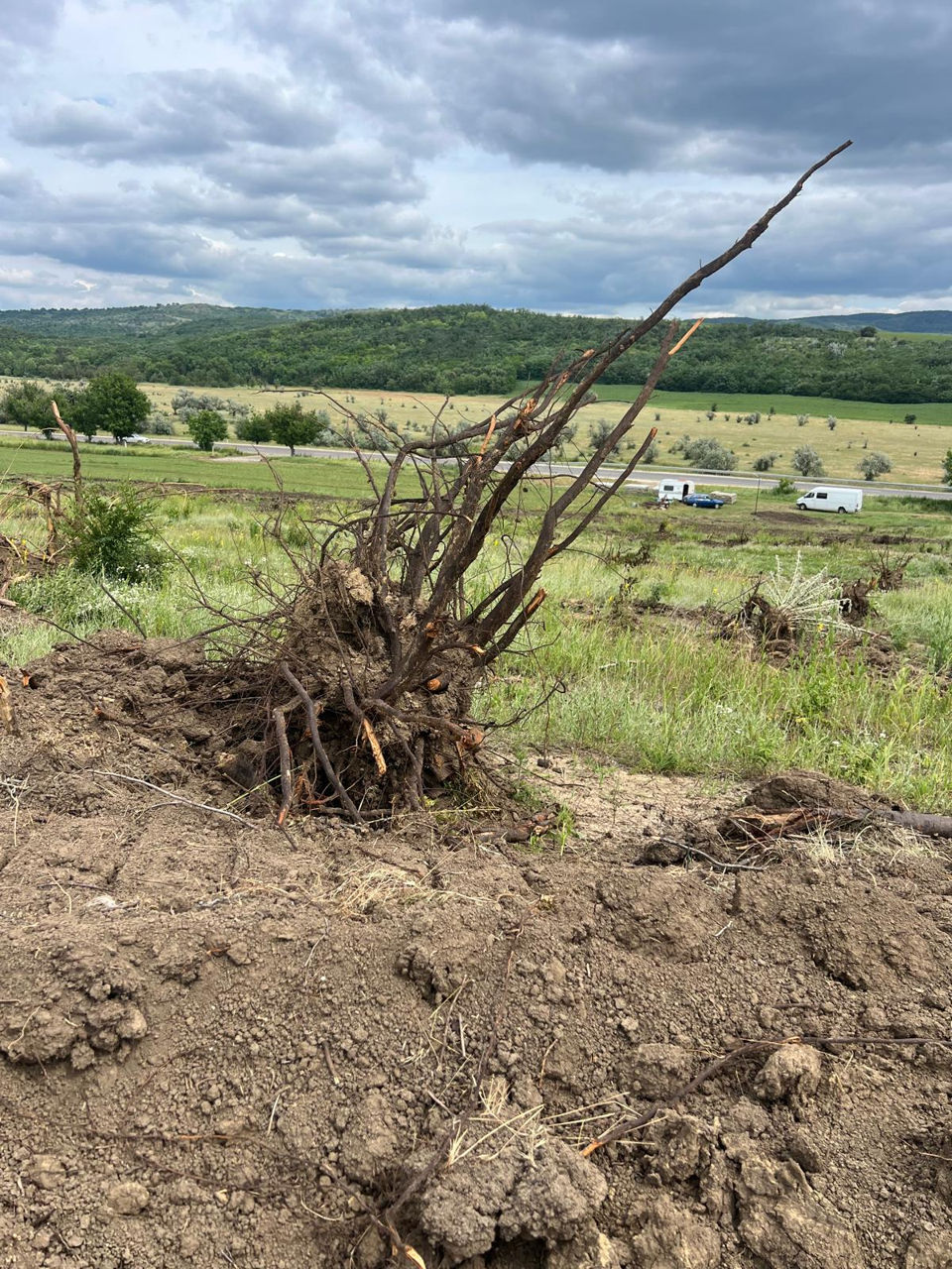 Servicii buldezer,poluplantaj, negociabil imagine 2