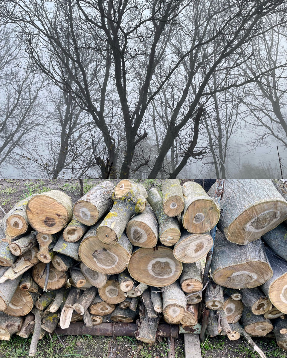 Tăiere profesională a copacilor în toată Moldova – rapid și sigur! imagine 3