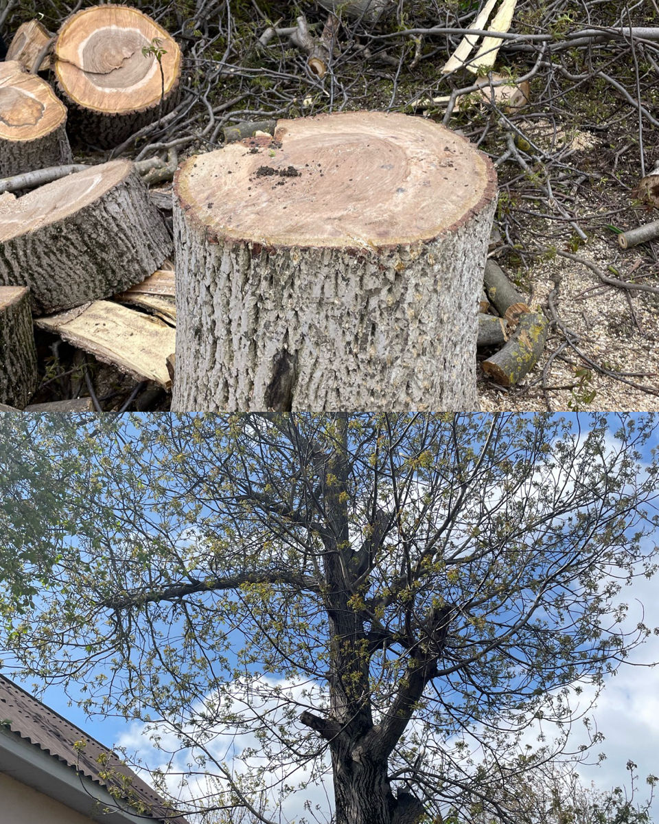 Tăiere profesională a copacilor în toată Moldova – rapid și sigur! imagine 4