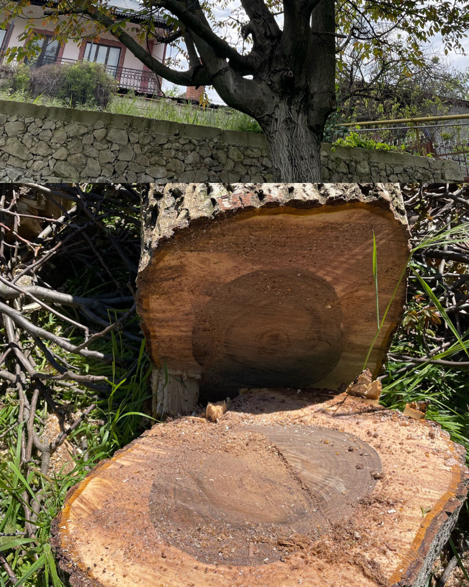 Tăiere profesională a copacilor în toată Moldova – rapid și sigur! imagine 5