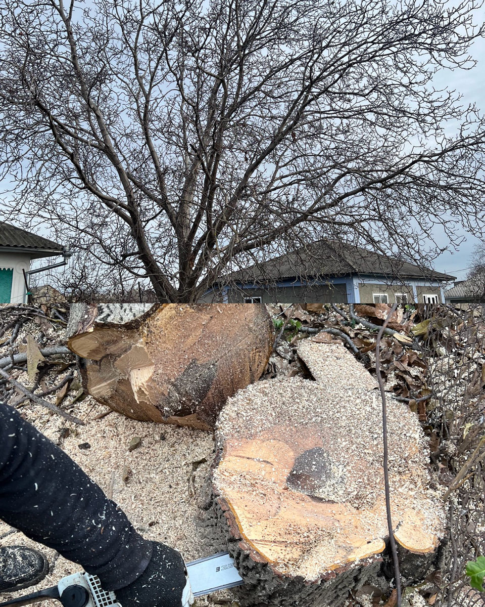 Tăiere profesională a copacilor în toată Moldova – rapid și sigur! imagine 6