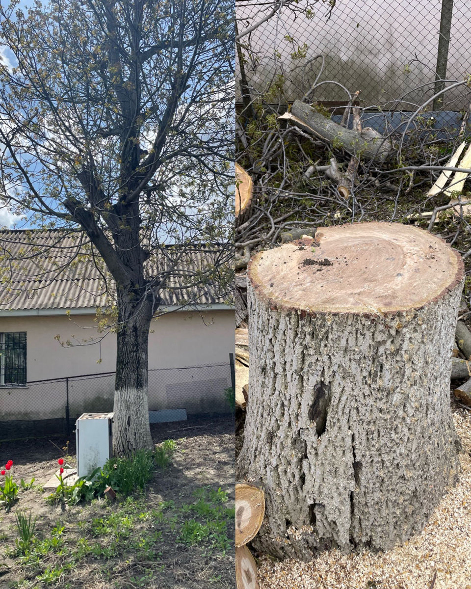 Tăiere profesională a copacilor în toată Moldova – rapid și sigur! imagine 8