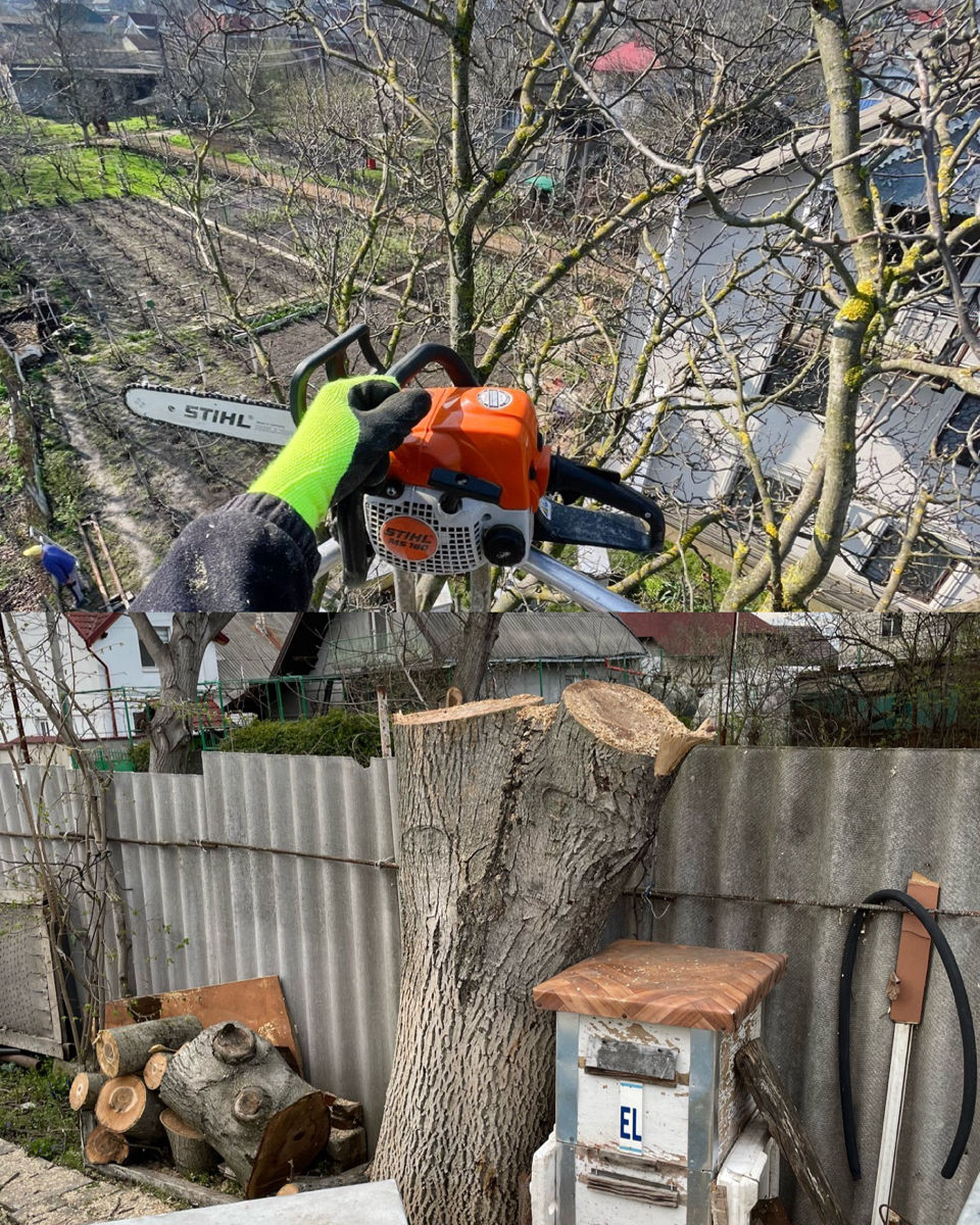 Tăiere profesională a copacilor în toată Moldova – rapid și sigur! imagine 9