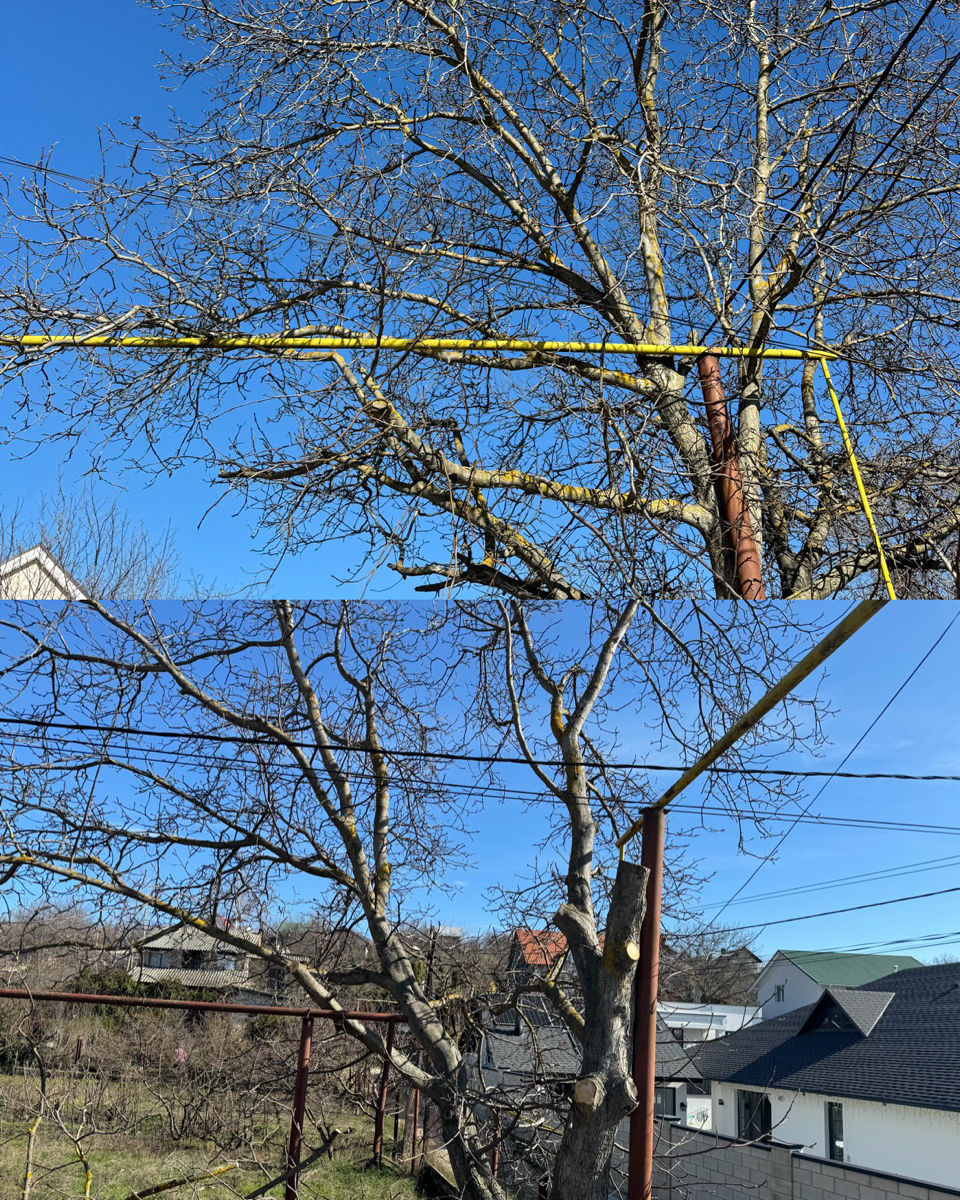 Tăiere profesională a copacilor în toată Moldova – rapid și sigur! imagine 10