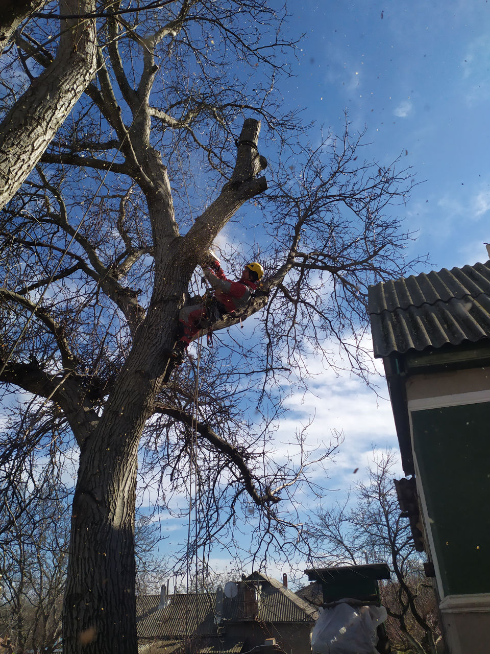 Tăierea copacilor avariați, Defrisare arbori imagine 2