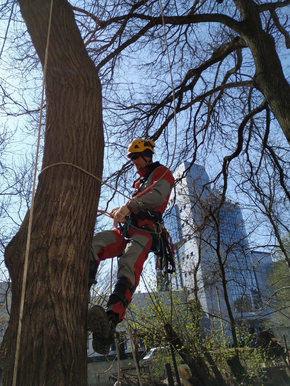 Tăierea copacilor avariați, Defrisare arbori imagine 3