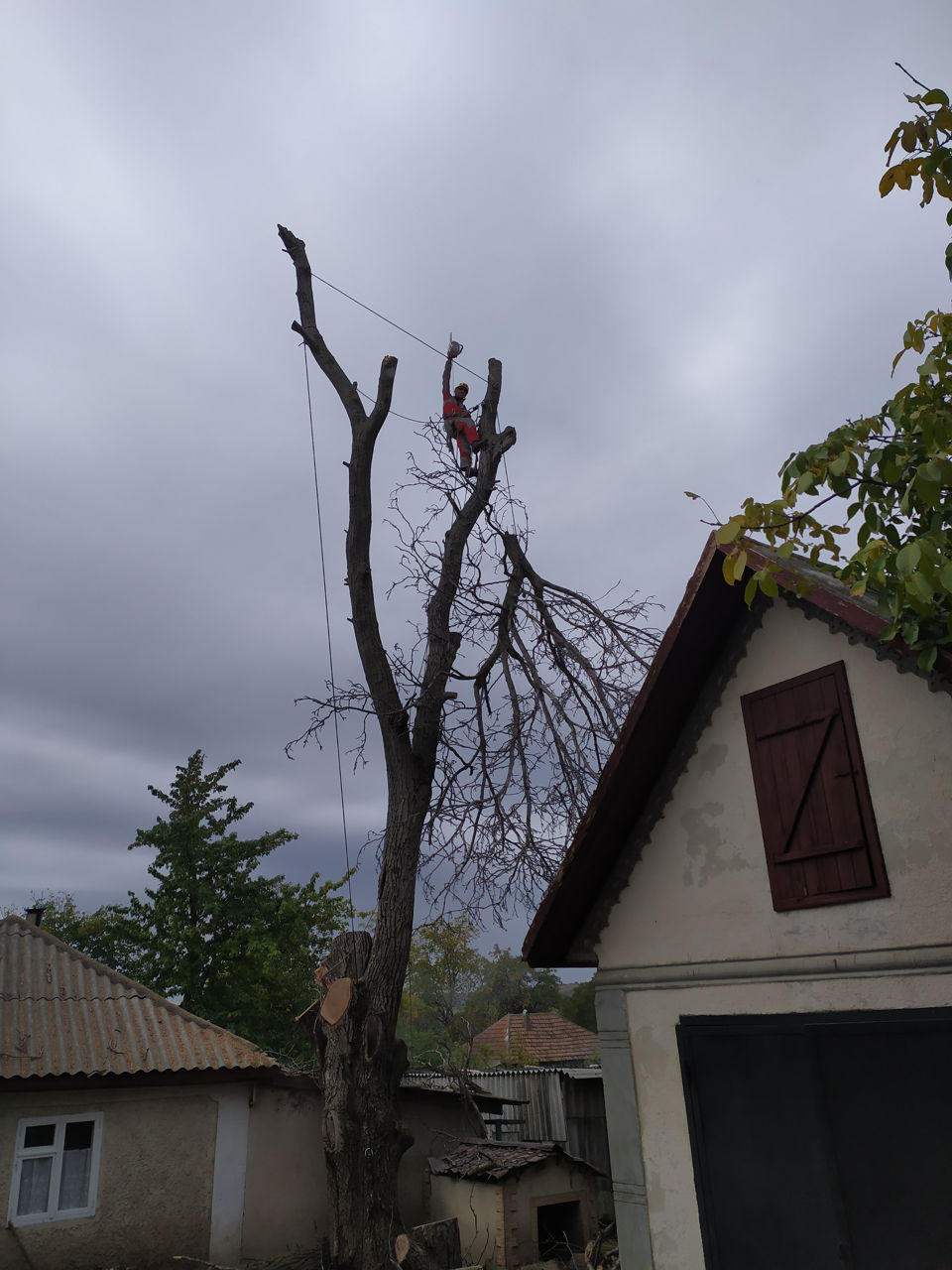 Tăierea copacilor avariați, Defrisare arbori imagine 4