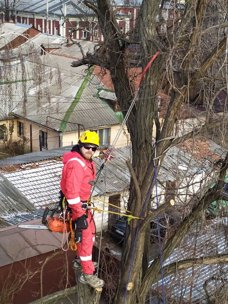 Tăierea copacilor avariați, Defrisare arbori imagine 5